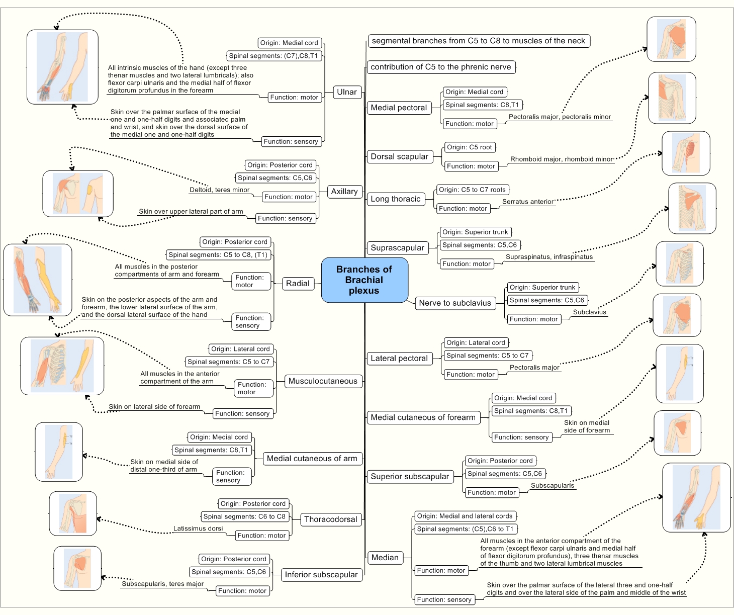 Branches_of_Brachial_plexus