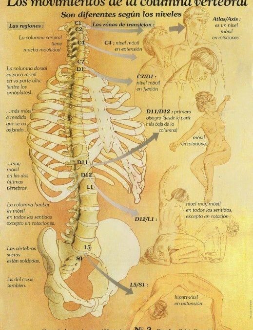 El moviment en diferents nivells de la columna