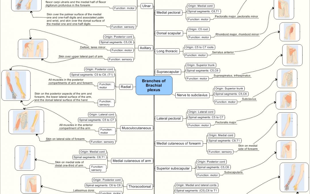 Interessant esquema sobre les branques del plexe braquial